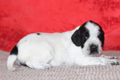 Les chiots de Setter Anglais