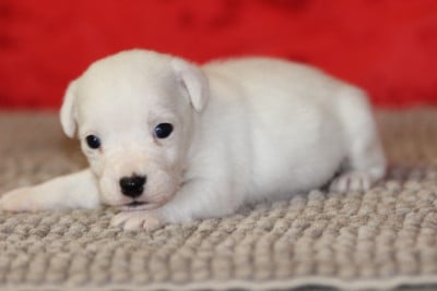 Les chiots de Jack Russell Terrier