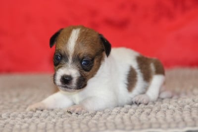 Les chiots de Jack Russell Terrier