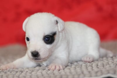 Les chiots de Jack Russell Terrier