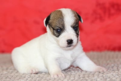 Les chiots de Jack Russell Terrier