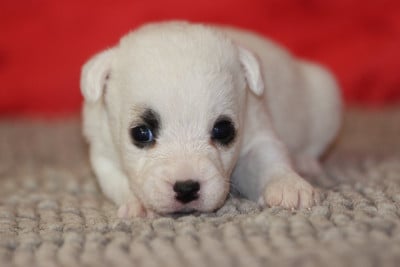 Les chiots de Jack Russell Terrier