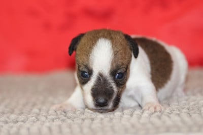 Les chiots de Jack Russell Terrier