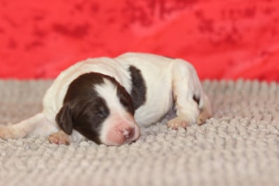 Les chiots de Epagneul Français
