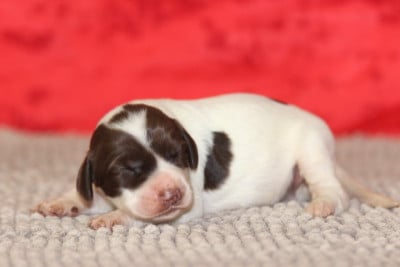Les chiots de Epagneul Français