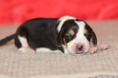 Les chiots de Beagle