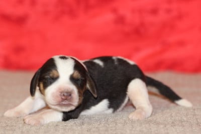 Les chiots de Beagle
