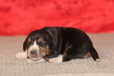 Les chiots de Beagle