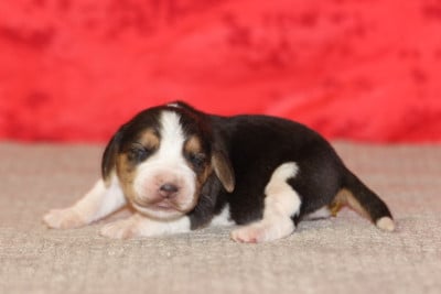 Les chiots de Beagle