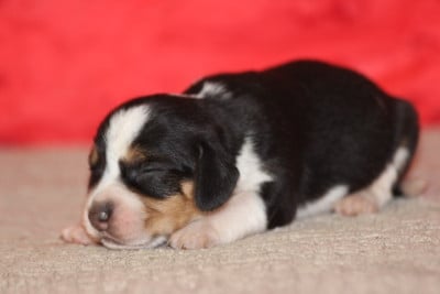 Les chiots de Beagle