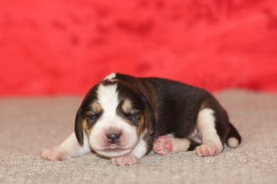 Les chiots de Beagle