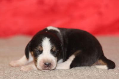 Les chiots de Beagle