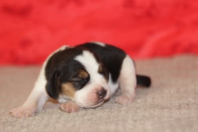 Les chiots de Beagle