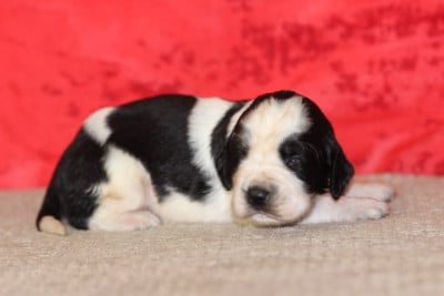 Les chiots de English Springer Spaniel