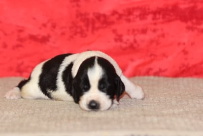 Les chiots de English Springer Spaniel