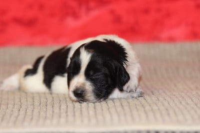 Les chiots de English Springer Spaniel
