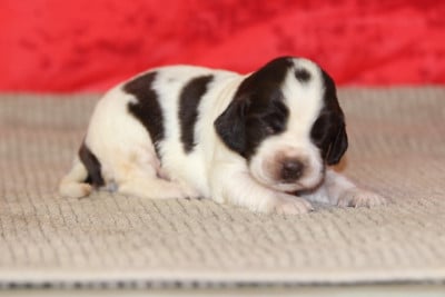 Les chiots de English Springer Spaniel