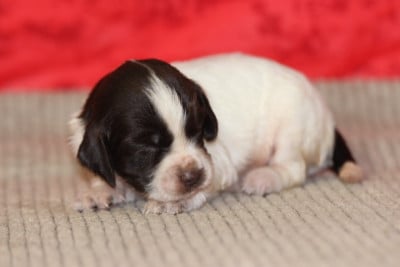 Les chiots de English Springer Spaniel