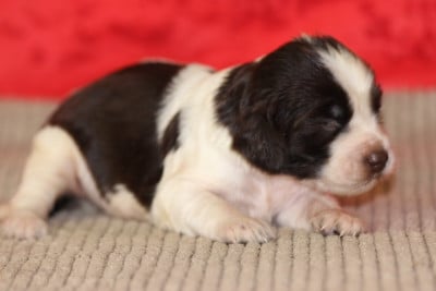 Les chiots de English Springer Spaniel