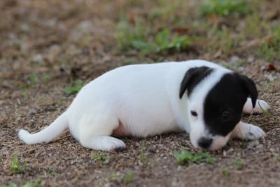 Les chiots de Jack Russell Terrier