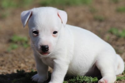 Les chiots de Jack Russell Terrier