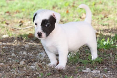 Les chiots de Jack Russell Terrier