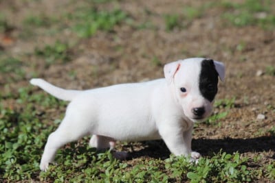 Les chiots de Jack Russell Terrier
