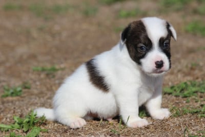Les chiots de Jack Russell Terrier
