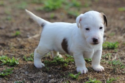 Les chiots de Jack Russell Terrier