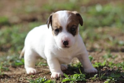 Les chiots de Jack Russell Terrier