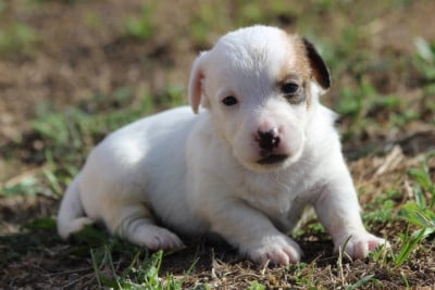 Les chiots de Jack Russell Terrier