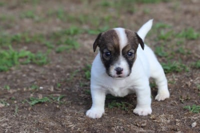 Les chiots de Jack Russell Terrier