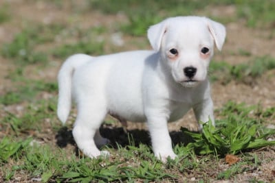 Les chiots de Jack Russell Terrier