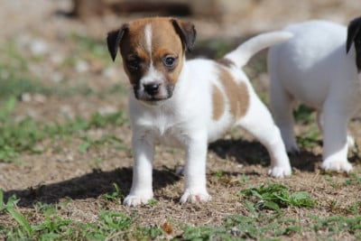 Les chiots de Jack Russell Terrier