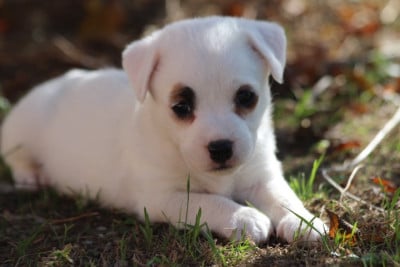 Les chiots de Jack Russell Terrier