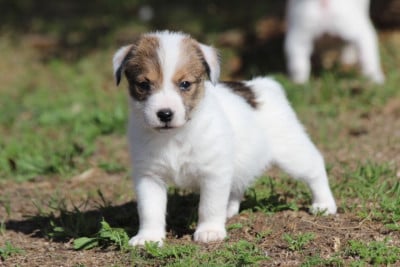 Les chiots de Jack Russell Terrier