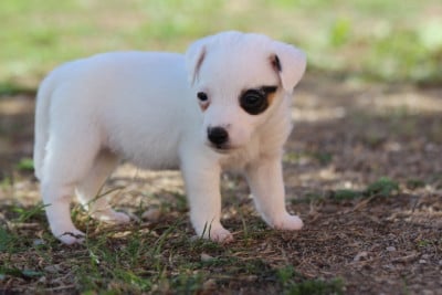 Les chiots de Jack Russell Terrier