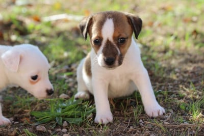 Les chiots de Jack Russell Terrier
