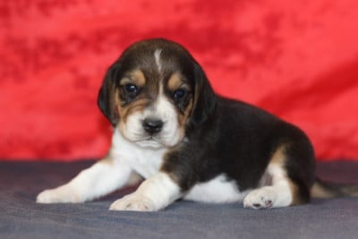 Les chiots de Beagle