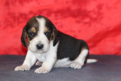 Les chiots de Beagle