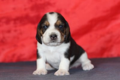 Les chiots de Beagle