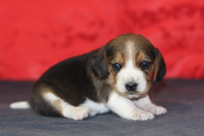 Les chiots de Beagle