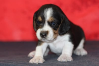 Les chiots de Beagle