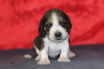 Les chiots de Beagle