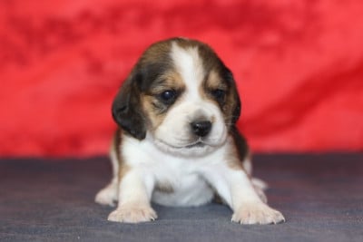Les chiots de Beagle