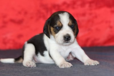 Les chiots de Beagle
