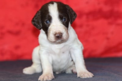 Les chiots de Epagneul Français