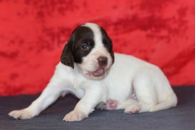 Les chiots de Epagneul Français