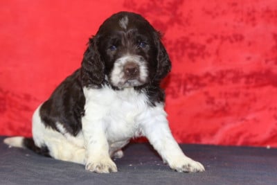 Les chiots de English Springer Spaniel