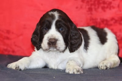 Les chiots de English Springer Spaniel